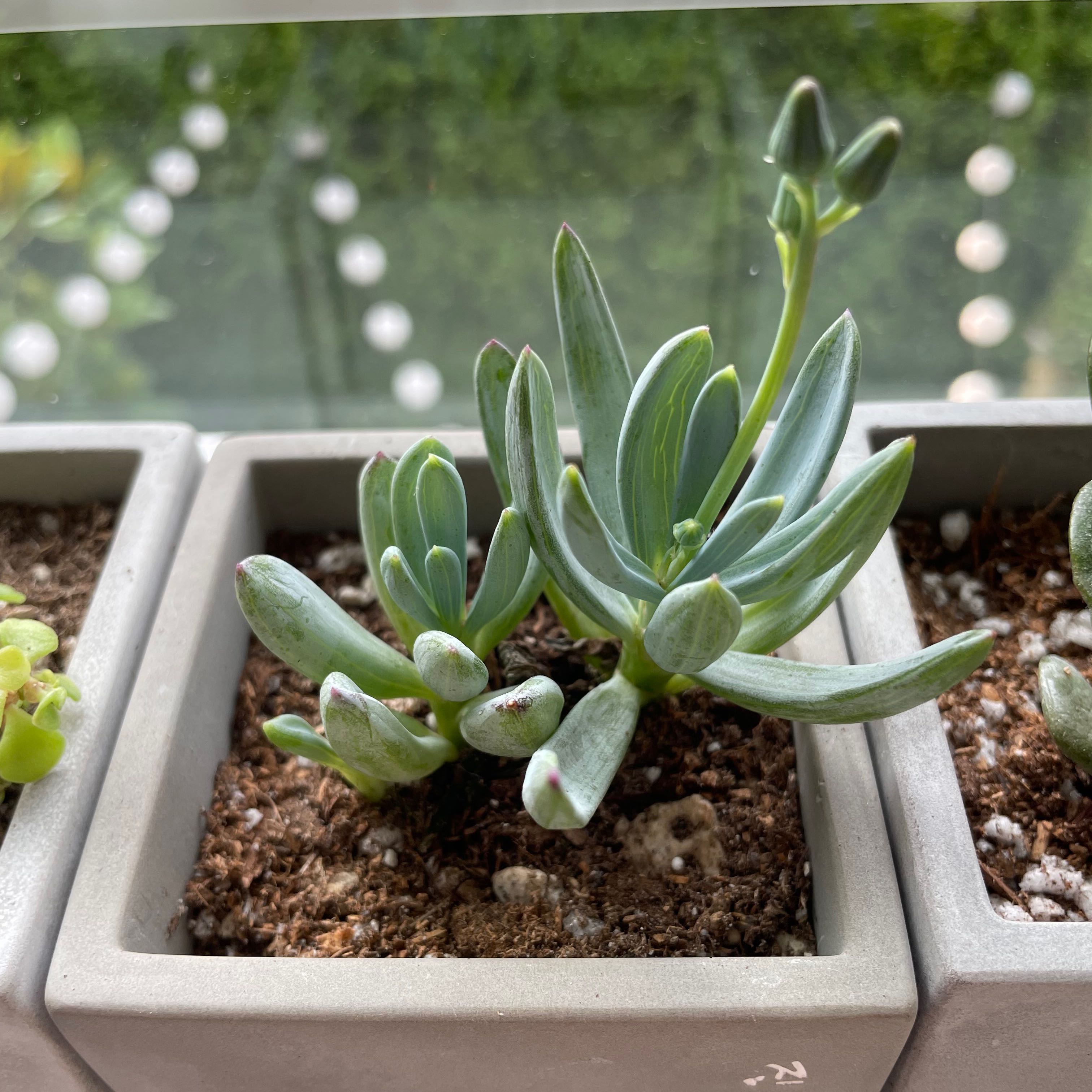 Photo of the plant species Big Blue Chalksticks by @rachelsshannon named Jimin on Greg, the plant care app