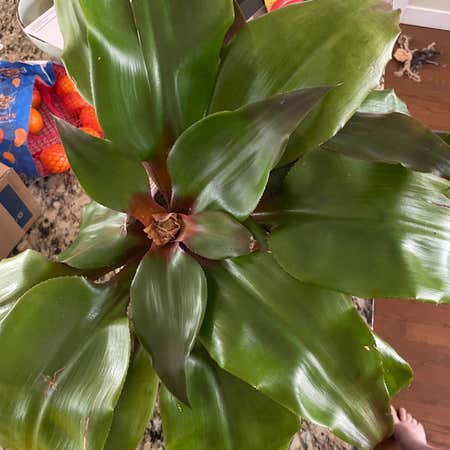 Photo of the plant species Aechmea Tayoensis by @rachelsshannon named Wendy on Greg, the plant care app