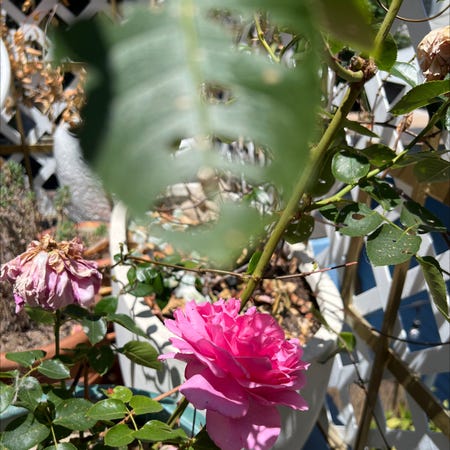 Photo of the plant species Miss All-American Beauty Rose by @JazzyKanono named Rosie on Greg, the plant care app