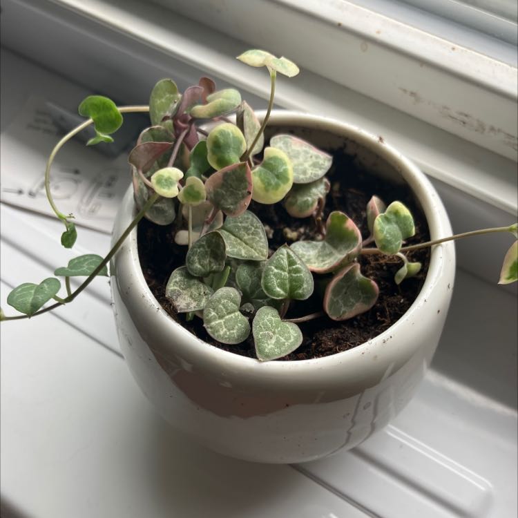 String of Hearts plant in a white pot on a windowsill with visible soil.