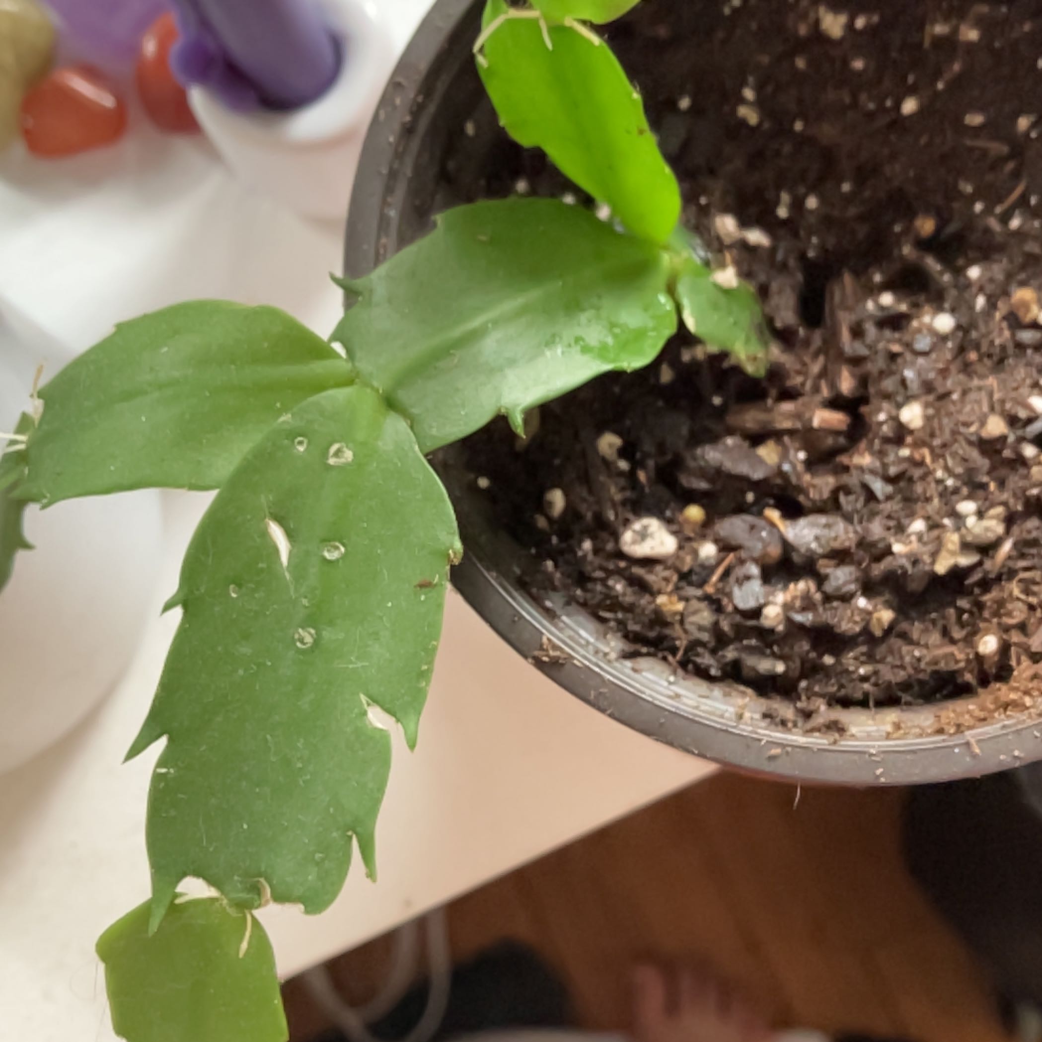 Potted false Christmas Cactus with segmented green leaves and visible soil.