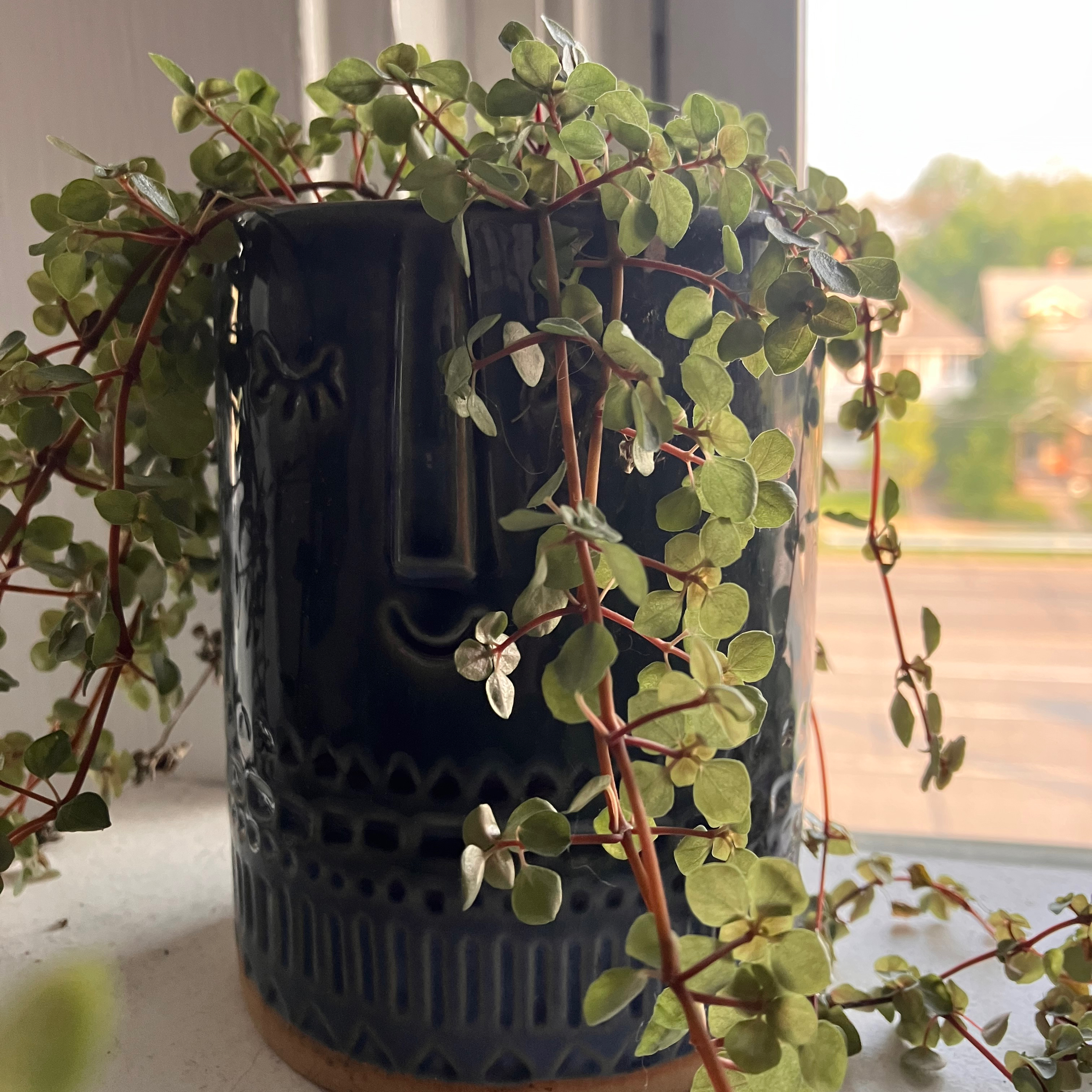 Pilea 'Aquamarine' plant in a decorative pot, healthy green leaves.