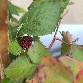 Photo of the plant species Armenian Blackberry by @pporter1020 named Mochi on Greg, the plant care app