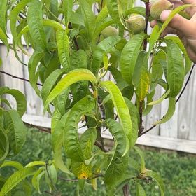 Photo of the plant species Peach Tree by @pporter1020 named Plato on Greg, the plant care app