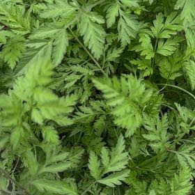 Photo of the plant species Spreading Hedgeparsley by @pporter1020 named Elle on Greg, the plant care app
