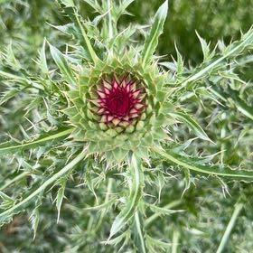 Photo of the plant species Nodding Thistle by @pporter1020 named Tree Diddy on Greg, the plant care app