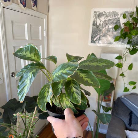 Photo of the plant species calathea by Thrivingtitoki named Larry on Greg, the plant care app