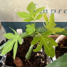 Photo of the plant species Adenia venenata by @Stess317 named Sproutacus on Greg, the plant care app
