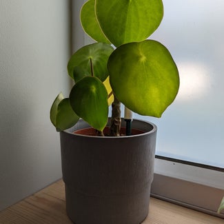 Raindrop Peperomia plant in Bromley, England