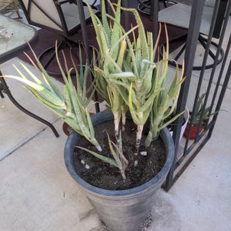 Aloe vera plant in Las Vegas, Nevada