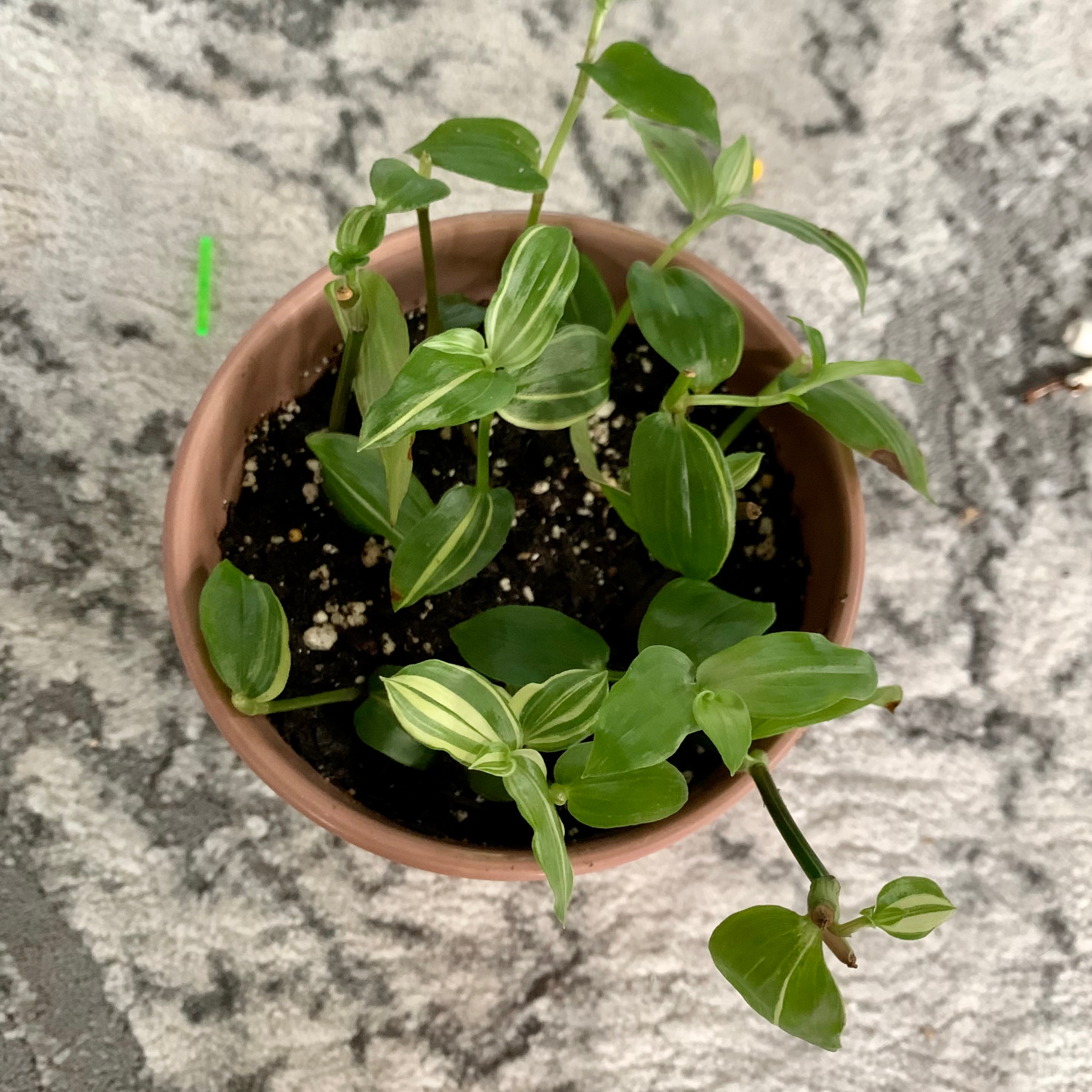 Tradescantia 'Yellow Zebra' plant in a pot with visible soil and healthy green leaves.