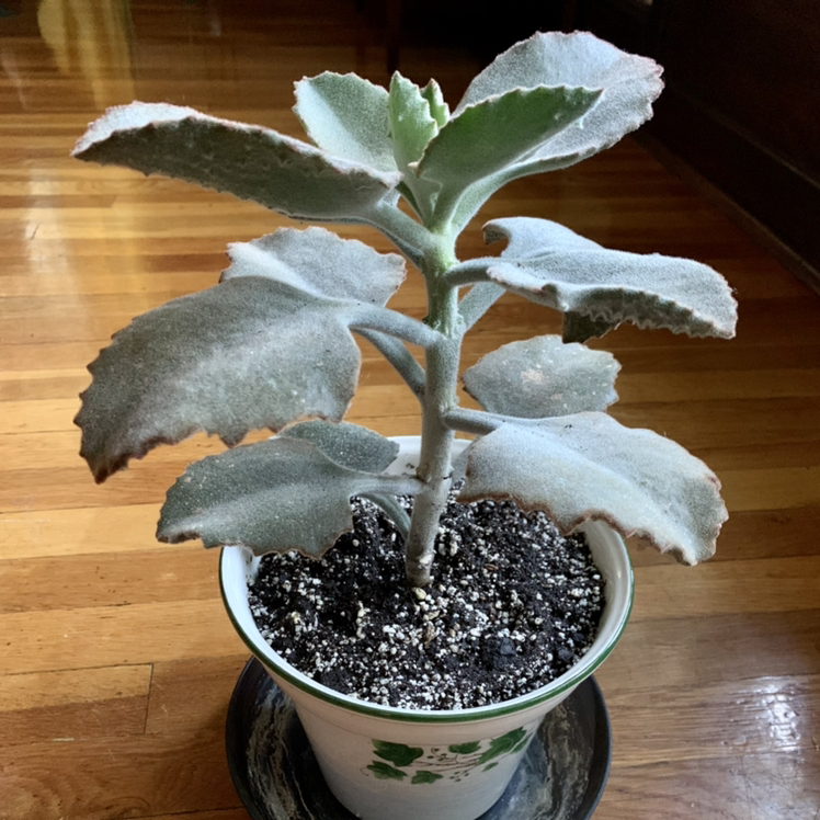 Photo of the plant species Felt Bush by @topher.thomas named Audrey II on Greg, the plant care app