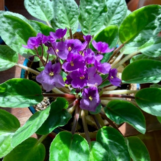 Kenyan Violet plant in Manhattan, Kansas