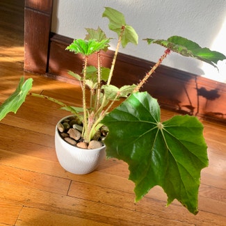 Eyelash Begonia plant in Manhattan, Kansas