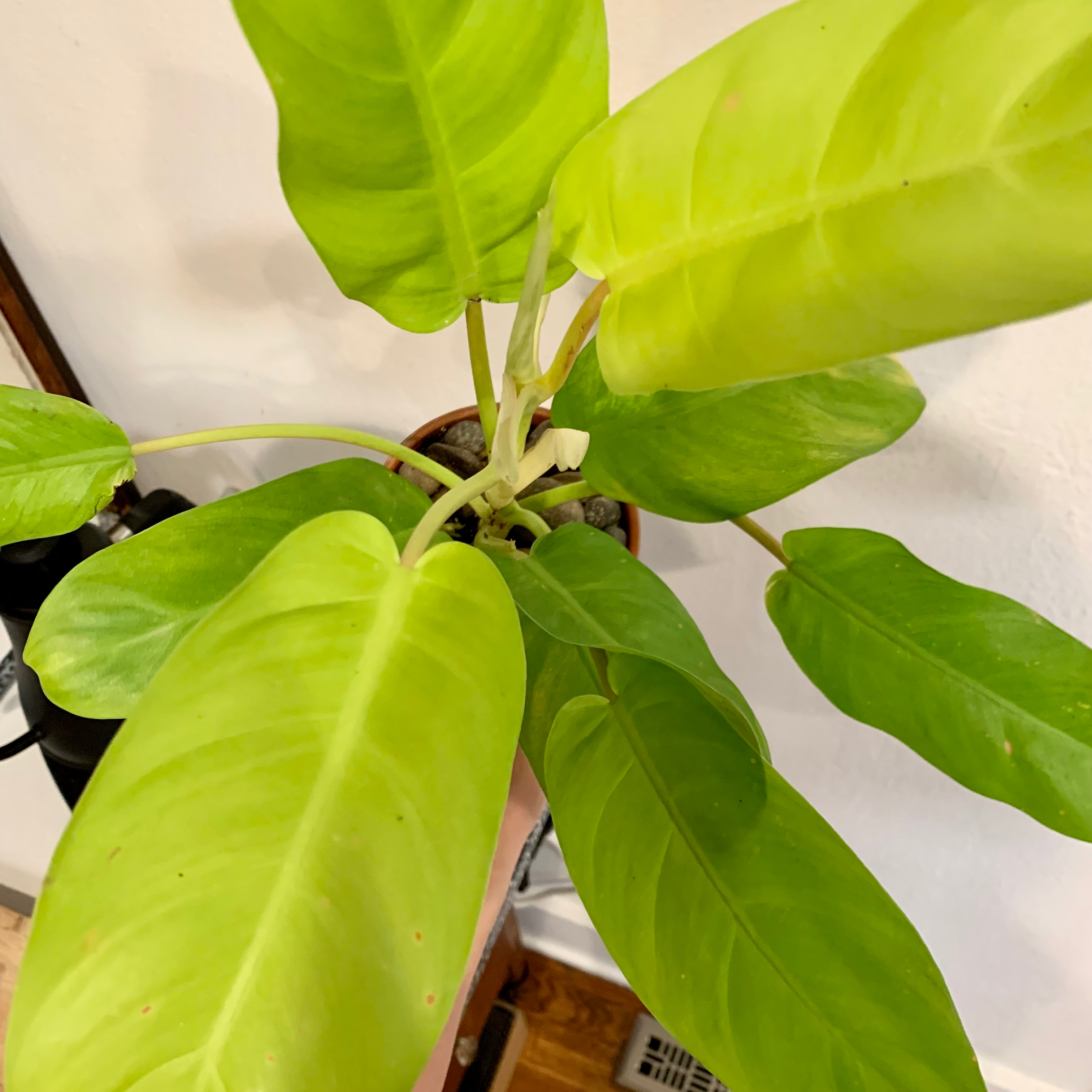 Philodendron 'Malay Gold' plant with vibrant green leaves in a pot.