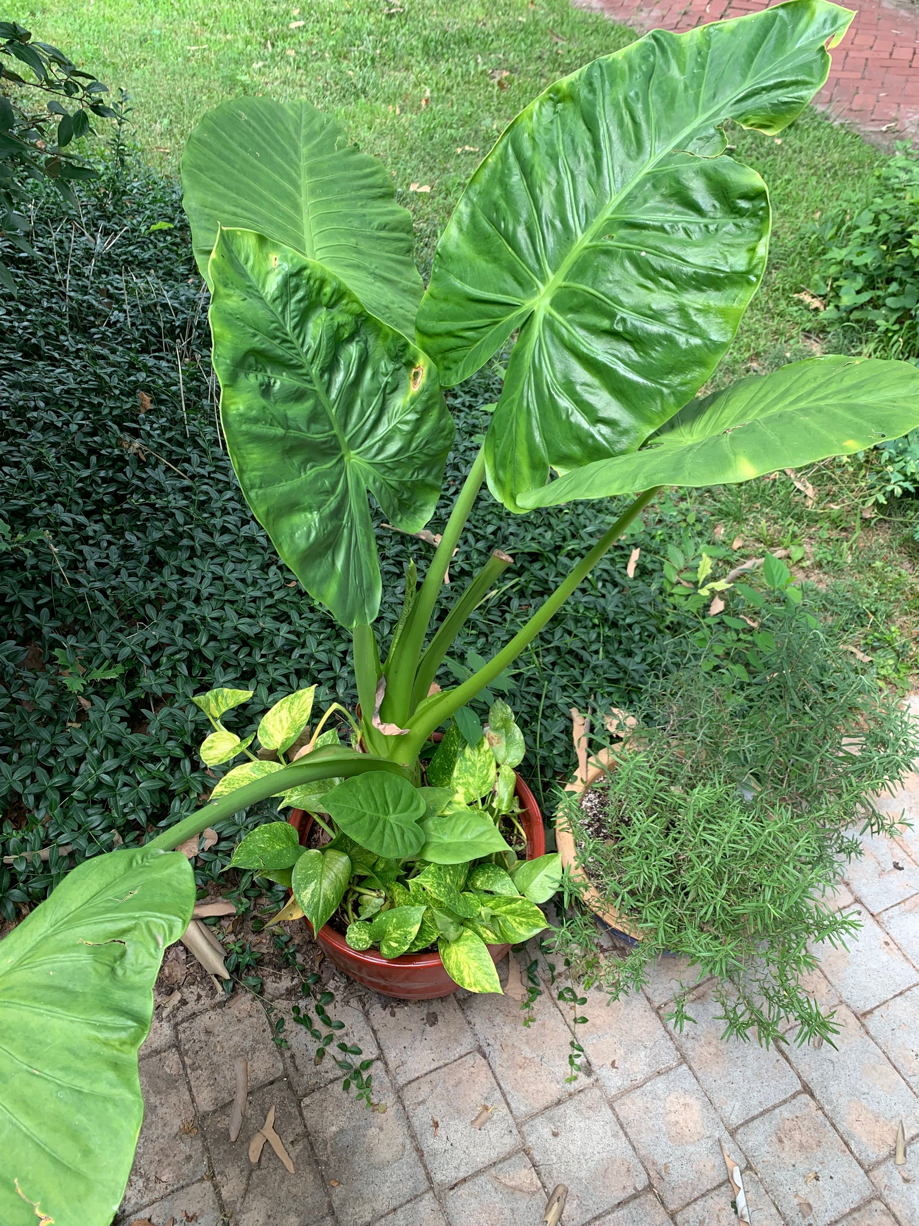 Calidora Elephant's Ear Plant Care Water, Light, Nutrients Greg App 🌱