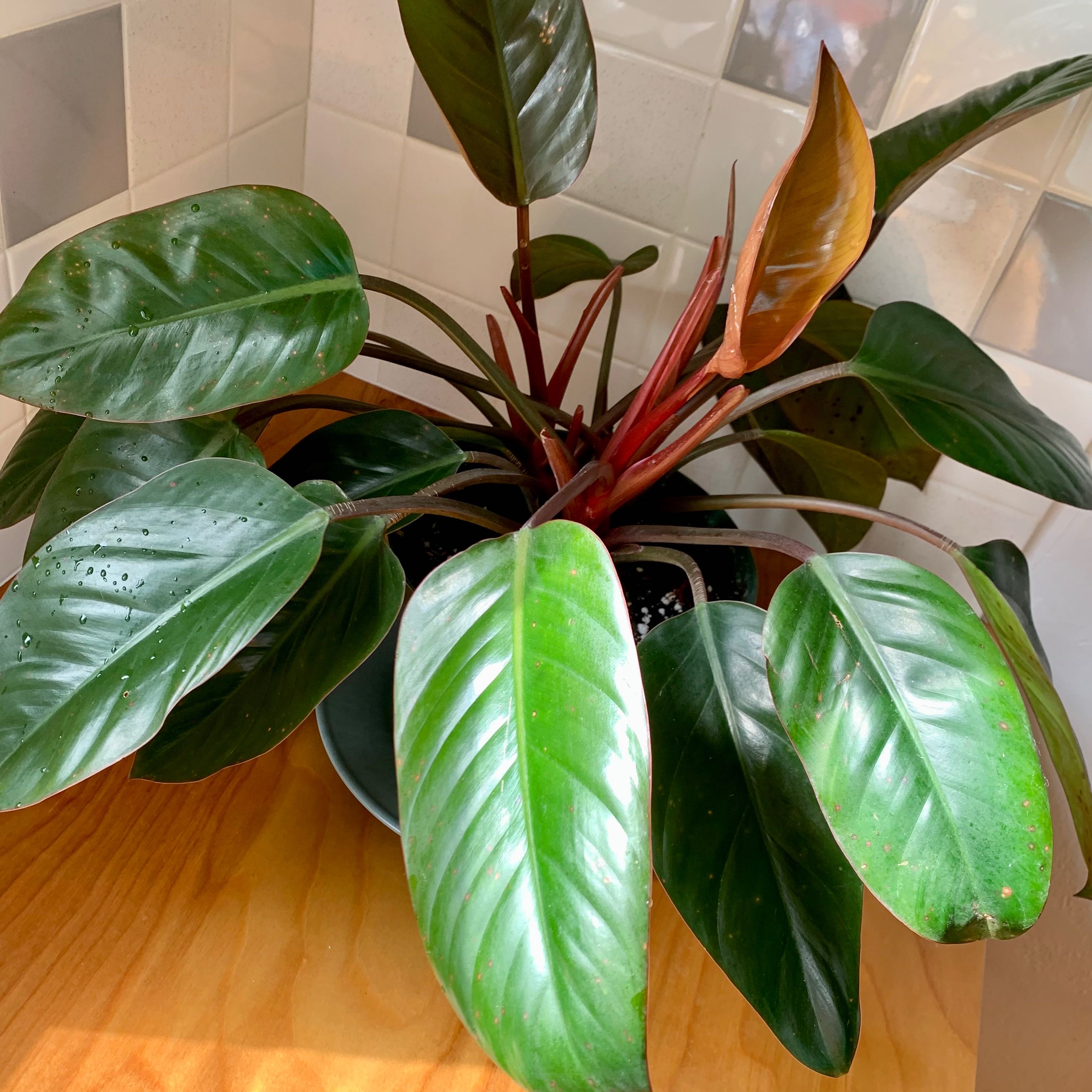 Philodendron 'Black Cardinal' with glossy, dark green leaves and reddish new growth.