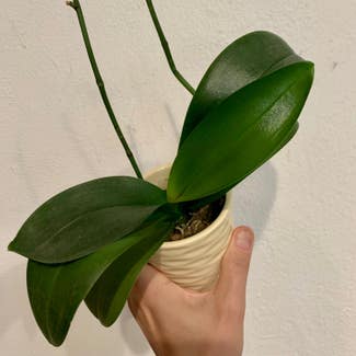 Phalaenopsis Orchid plant in Manhattan, Kansas