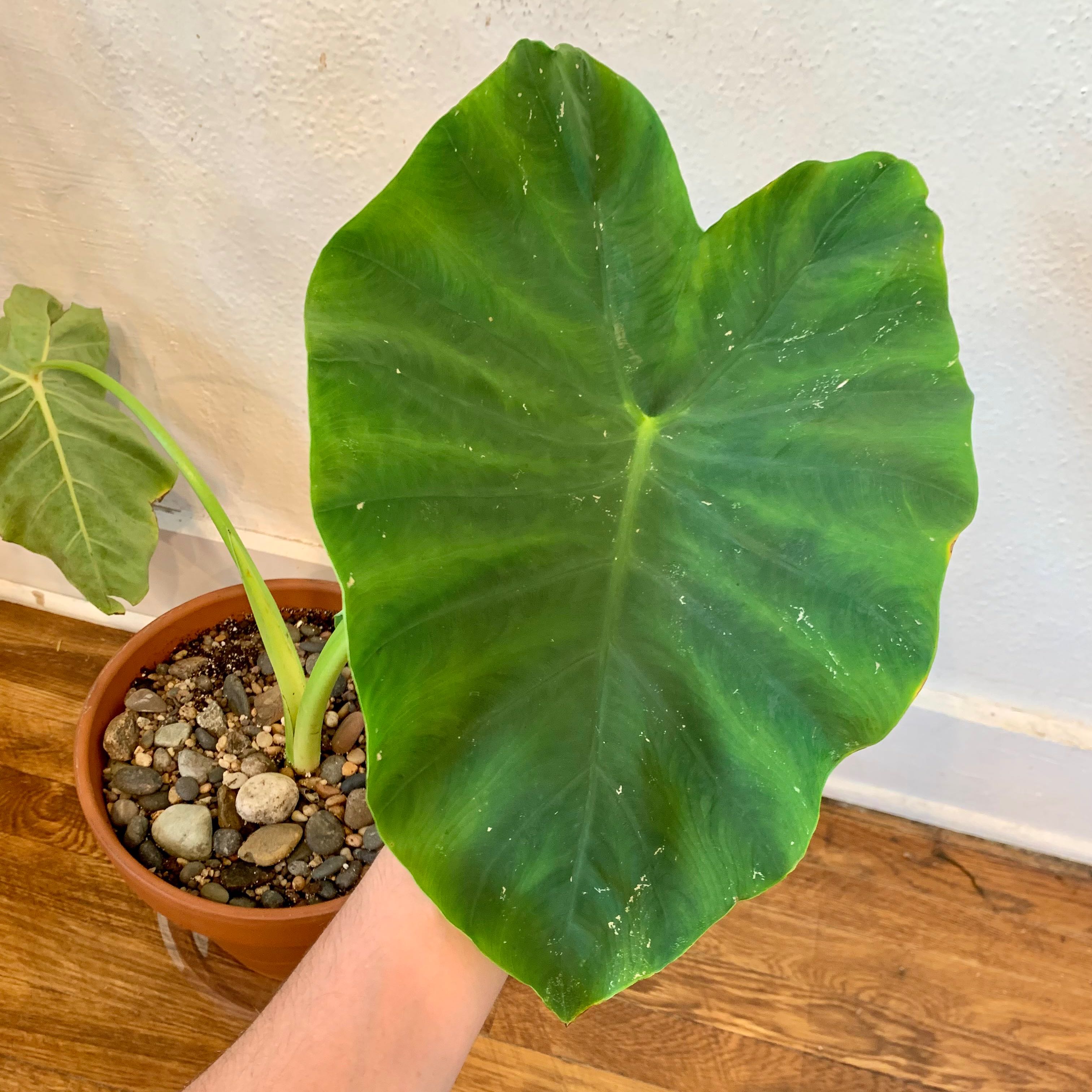 Photo of the plant species Taro by @topher.thomas named Fitzpleasure on Greg, the plant care app