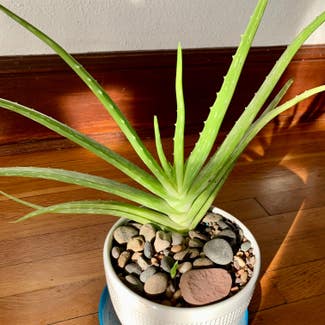 Aloe Vera plant in Manhattan, Kansas