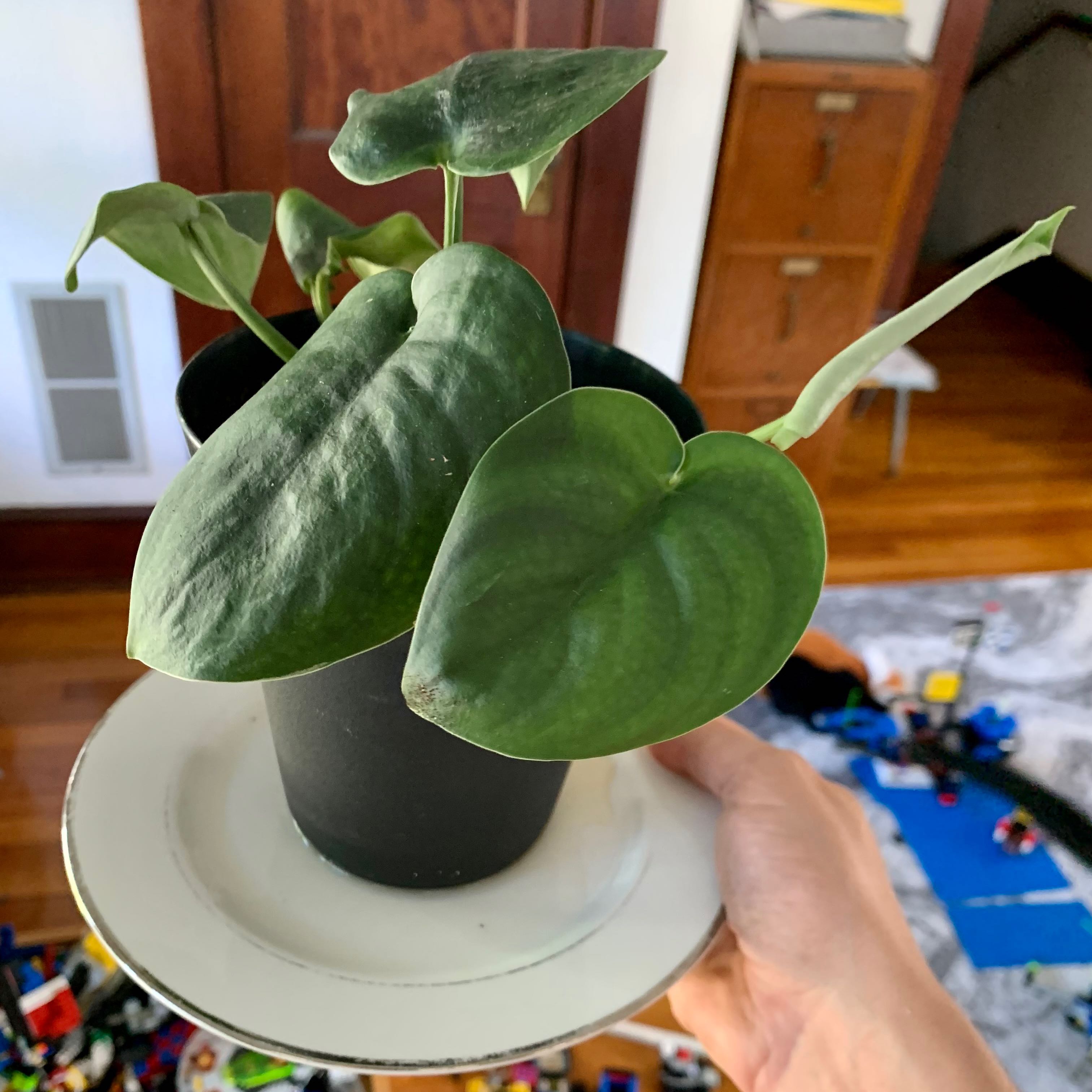 A healthy Jade Satin Pothos plant with broad, dark green leaves held by a hand.