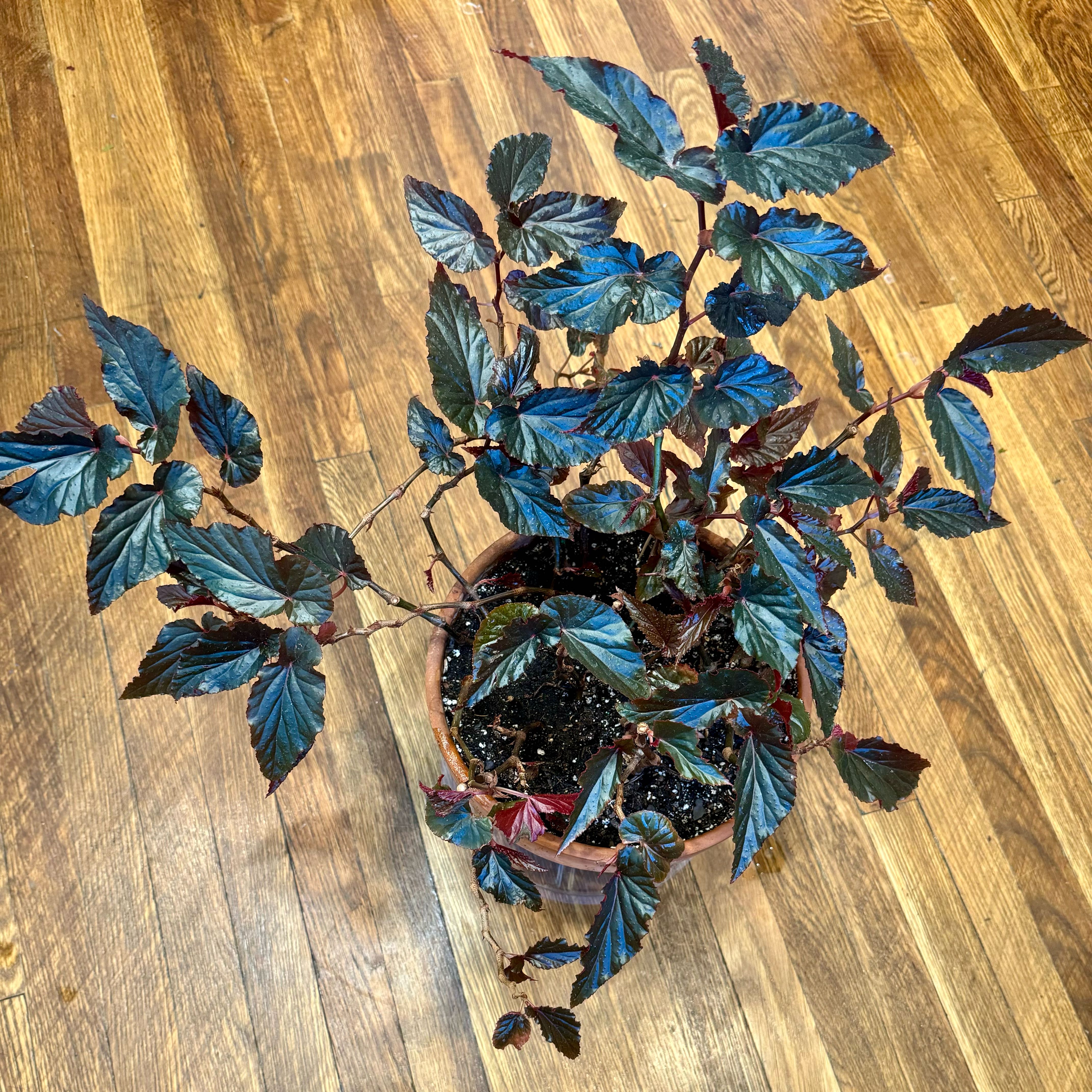 Photo of the plant species Begonia by @topher.thomas named Aladdin 🧞‍♂️ on Greg, the plant care app