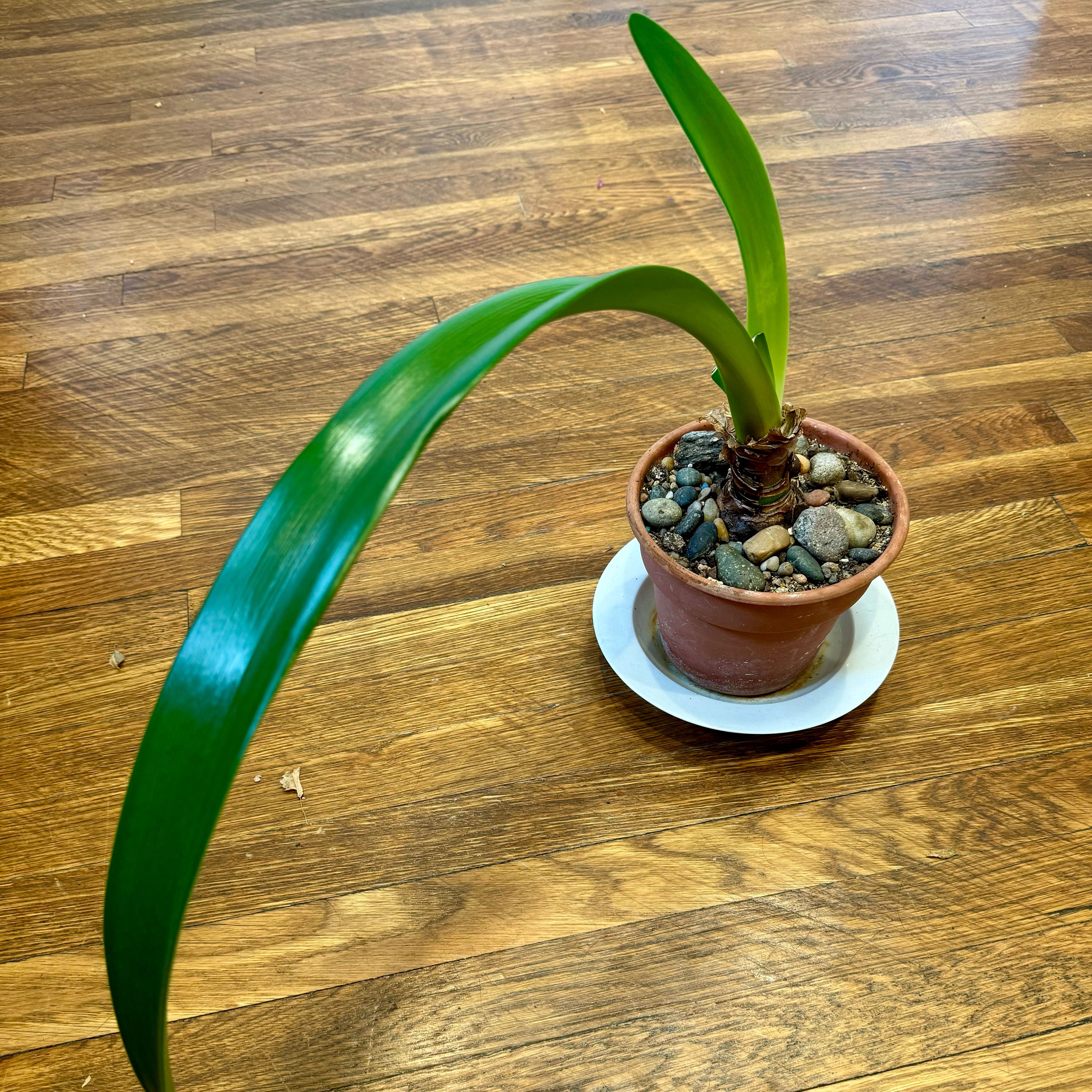 Photo of the plant species Apple Blossom Amaryllis by @topher.thomas named Flo Rida 🎤 on Greg, the plant care app