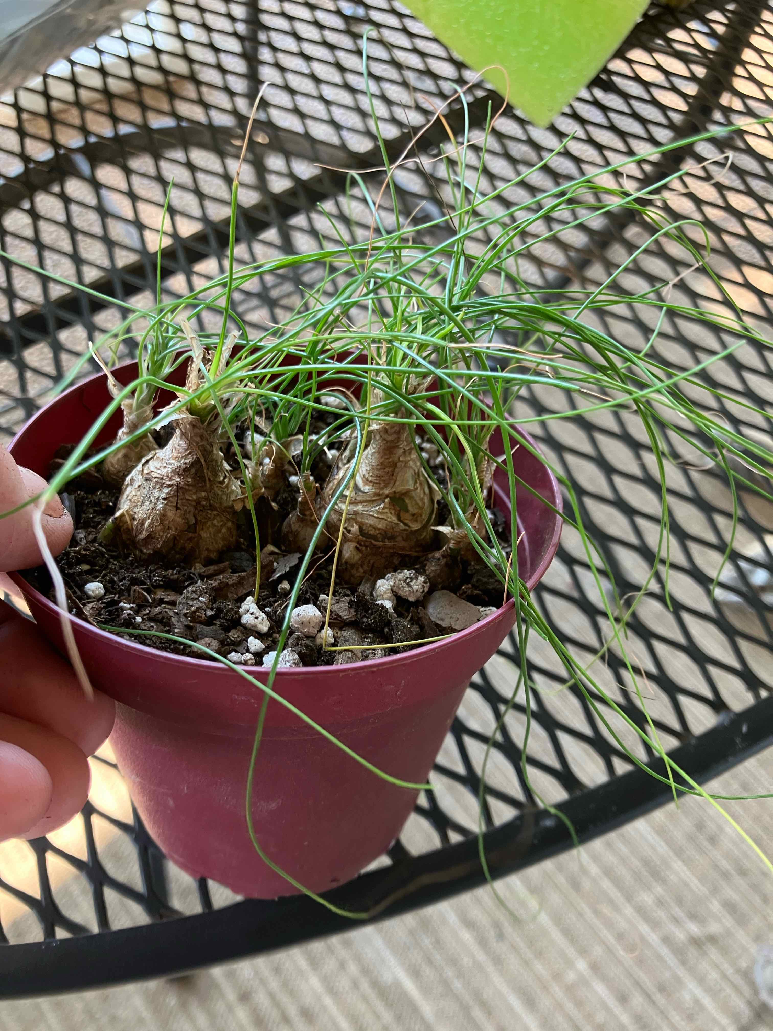 Photo of the plant species Albuca sp 'Augrabies Hills' by @Boymom-plantmom named Tolkien on Greg, the plant care app