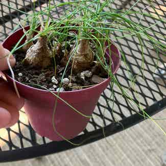 Albuca sp 'Augrabies Hills' plant in Collierville, Tennessee