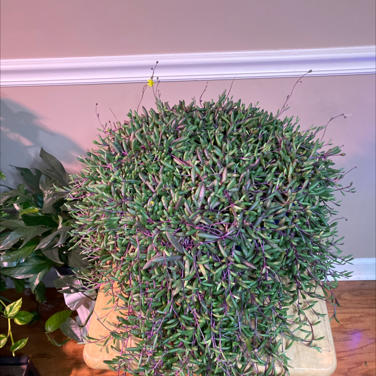 Healthy 'ruby necklace' plant with dense, cascading succulent leaves and a small yellow flower.