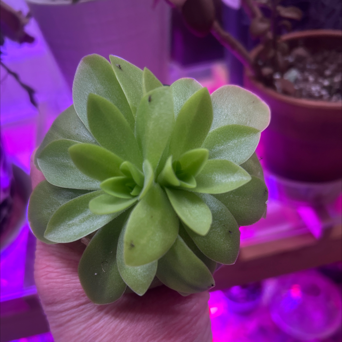 Photo of the plant species Large-Flowered Butterwort by @Boymom-plantmom named Your plant on Greg, the plant care app