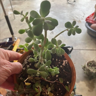 Vining Peperomia plant in Collierville, Tennessee