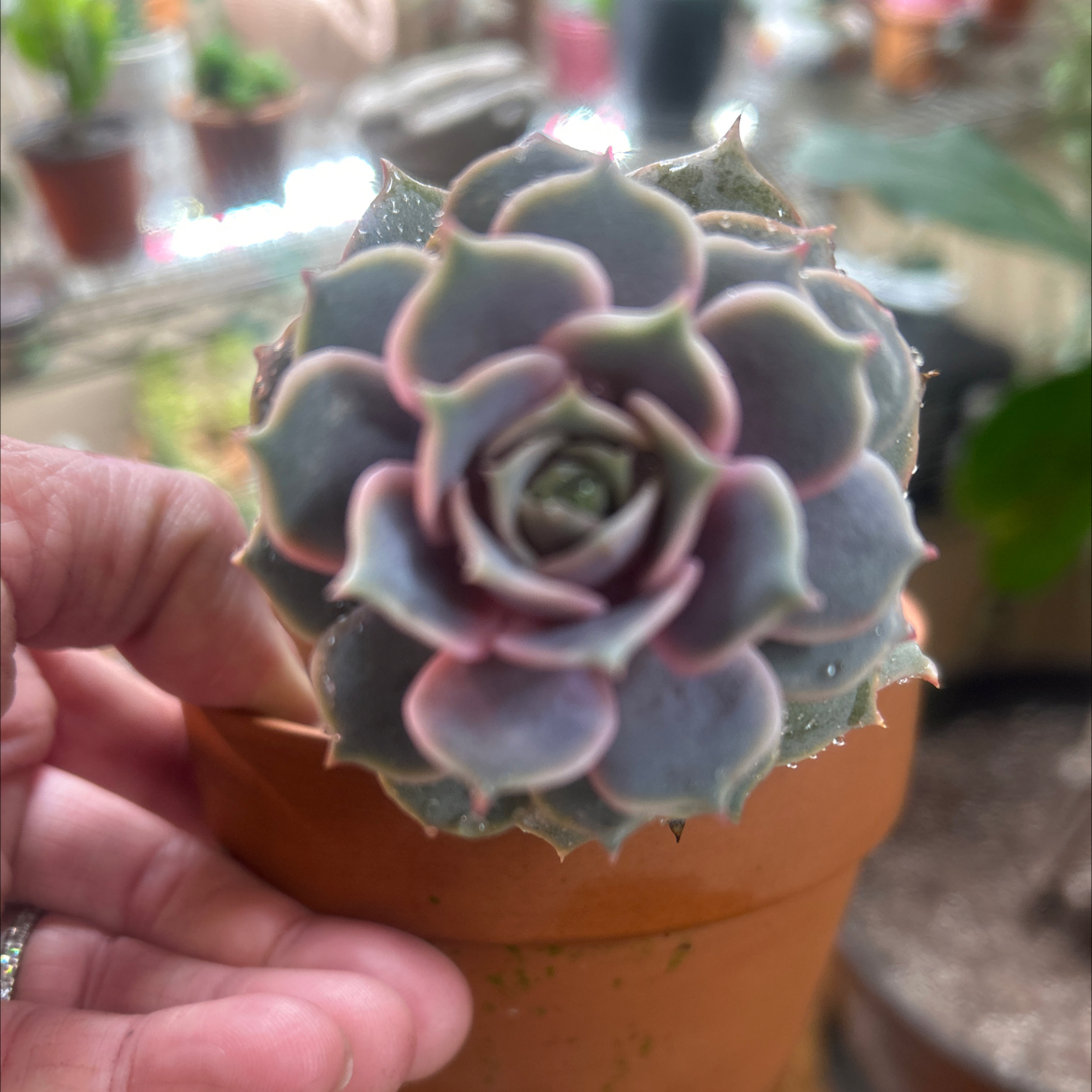 Photo of the plant species Echeveria Pink Lola by @Boymom-plantmom named Bruce Lee on Greg, the plant care app
