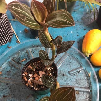 Jewel Orchid plant in Collierville, Tennessee