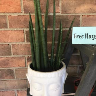 Cylindrical Snake Plant plant in Collierville, Tennessee
