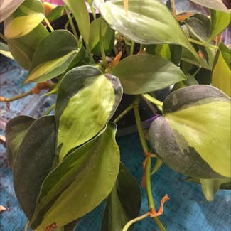 Brazil Philodendron plant in Collierville, Tennessee