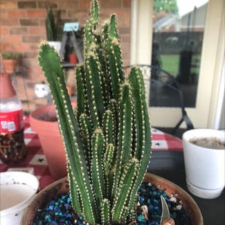 Fairy Castle Cactus plant in Collierville, Tennessee