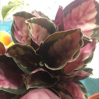 Rose Calathea plant in Collierville, Tennessee