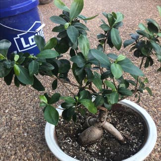 Ficus Ginseng plant in Collierville, Tennessee