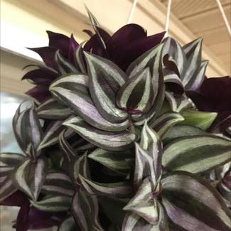 Tradescantia Zebrina plant in Collierville, Tennessee