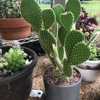 Bunny Ears Cactus plant in Collierville, Tennessee