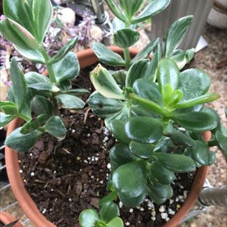 Jade plant in Collierville, Tennessee