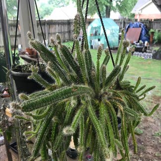Dog Tail Cactus plant in Collierville, Tennessee