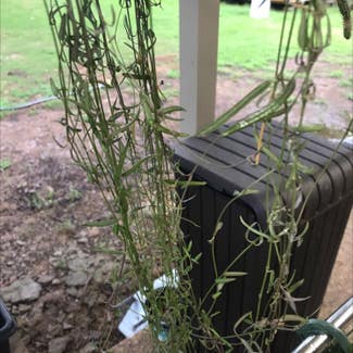 String of Needles plant in Collierville, Tennessee