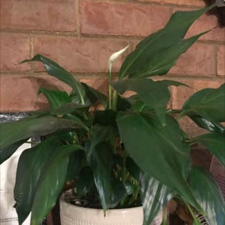 Peace Lily plant in Collierville, Tennessee
