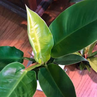 Philodendron 'Moonlight' plant in Collierville, Tennessee