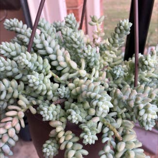 Burro's Tail plant in Collierville, Tennessee