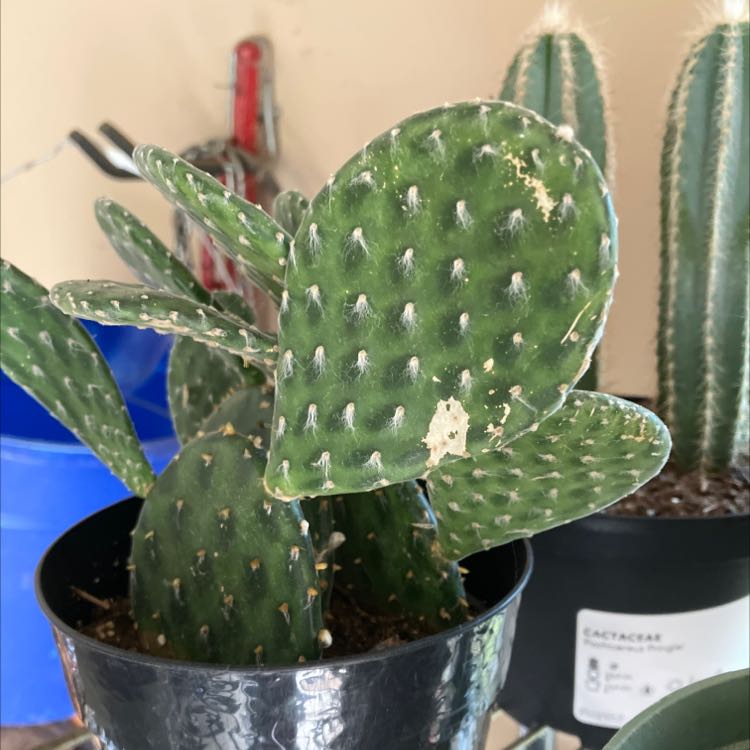 Bakersfield Beavertail Cactus in a black pot with minor white discoloration on pads.