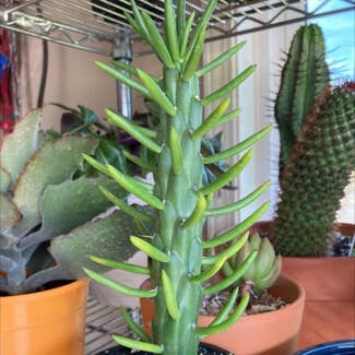Eve's Needle Cactus plant in Collierville, Tennessee
