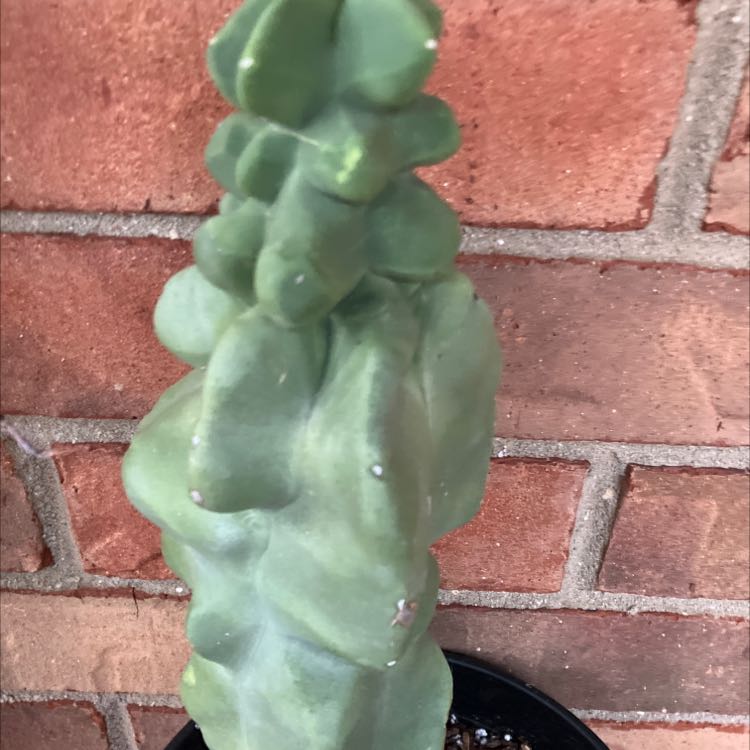 Photo of the plant species Spiral Totem Pole Cactus by @Boymom-plantmom named Your plant on Greg, the plant care app